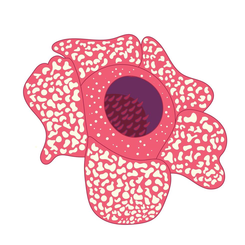 Red blossom Rafflesia Arnoldy flower isolated white background illustration. vector