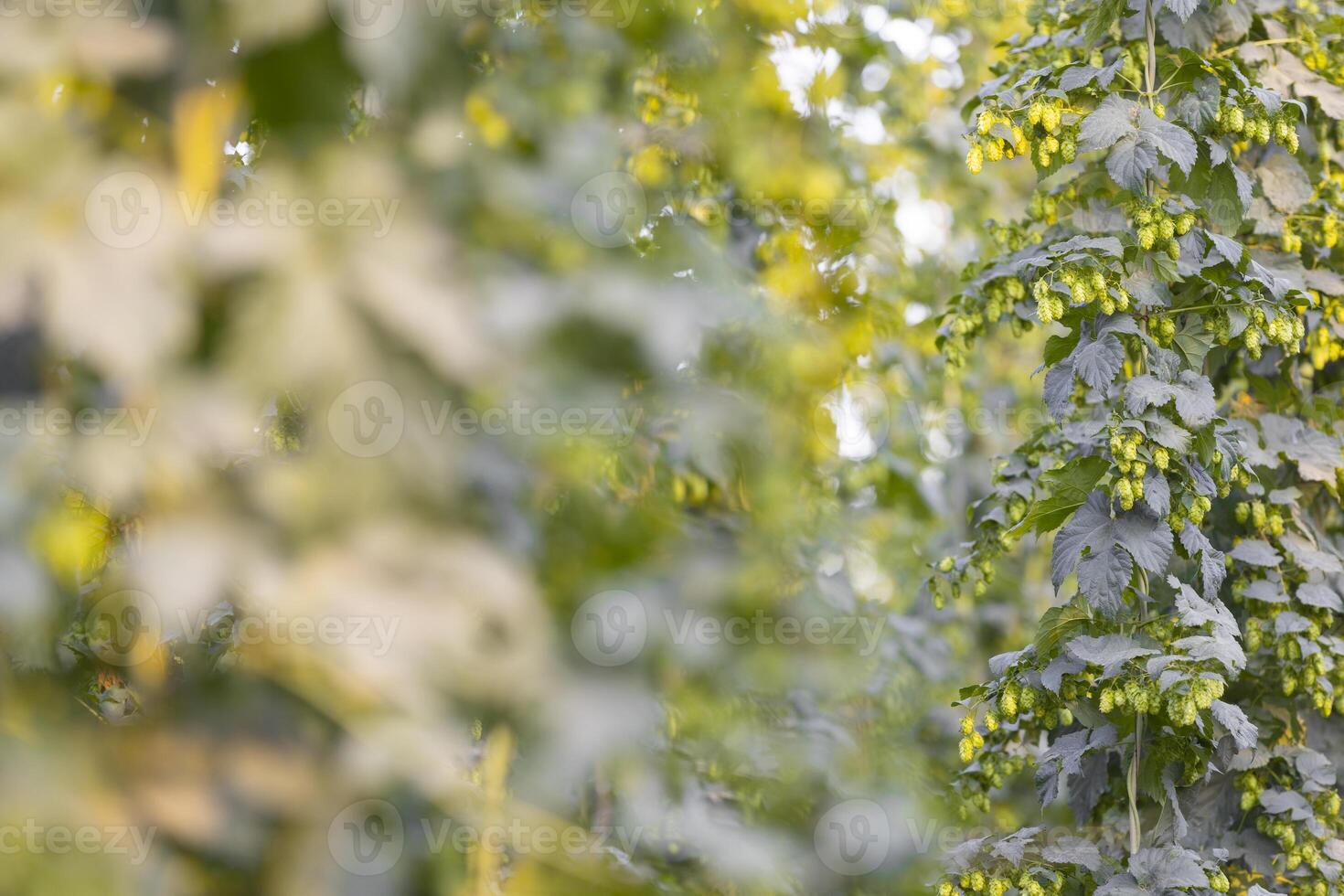 Close up of fresh, green ripe hops cones for the beer production in the farmyard, an ingredient for beer photo