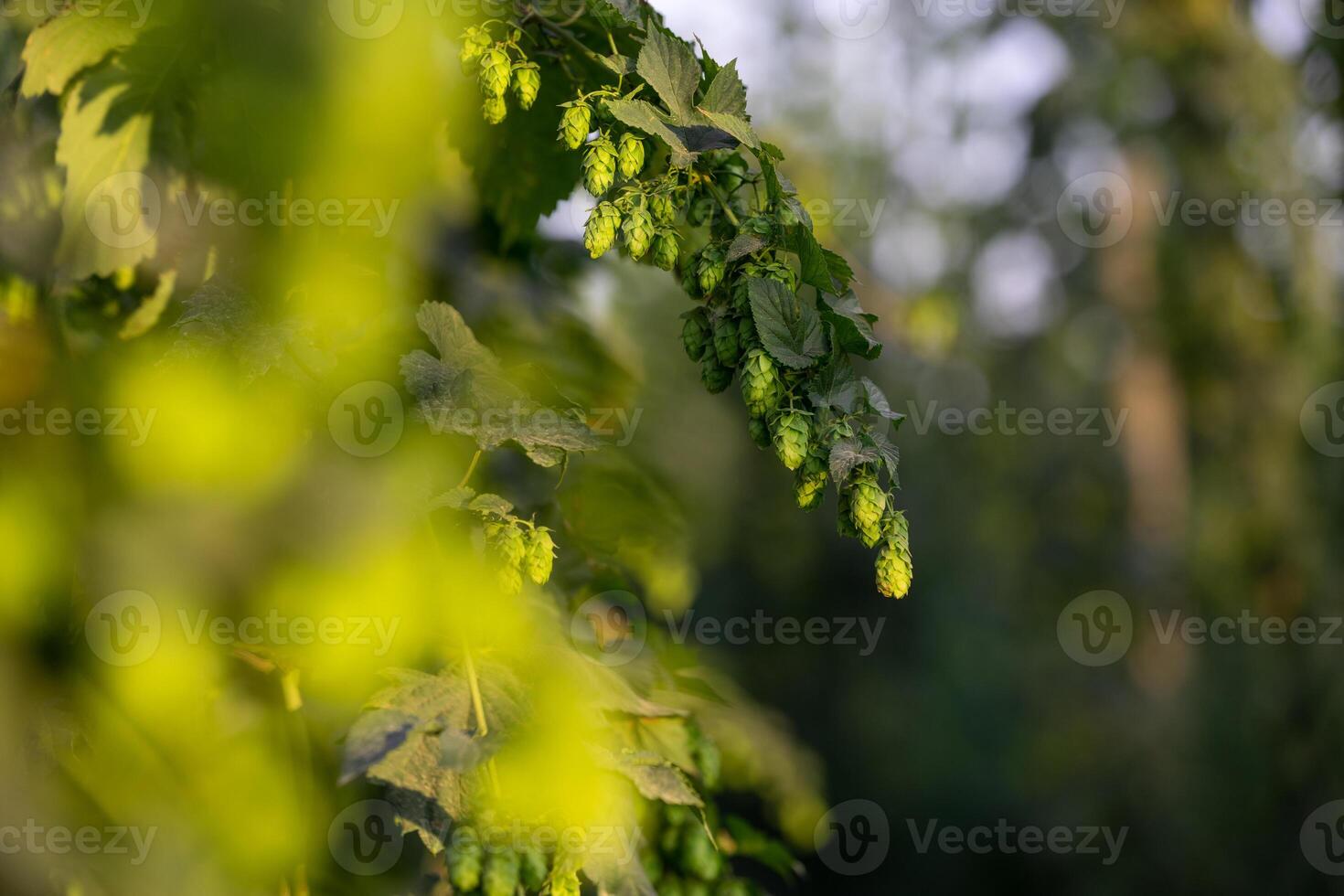 Close up of fresh, green ripe hops cones for the beer production in the farmyard, an ingredient for beer photo