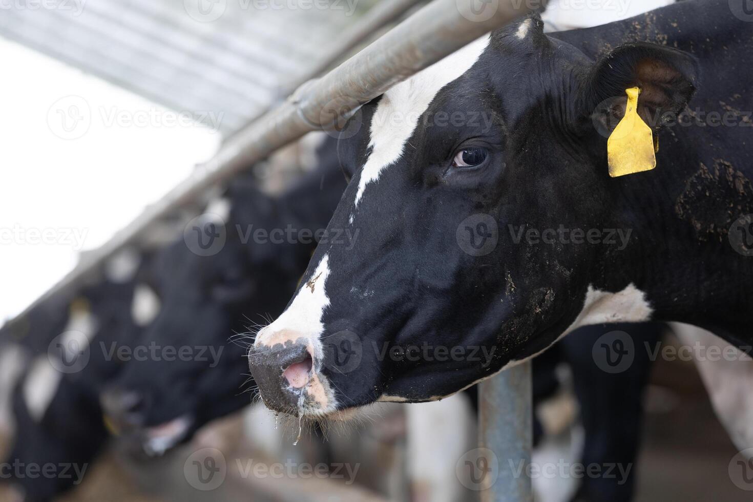Cows in a farm, dairy cows laying on the fresh hay, concept of modern farm cowshed photo