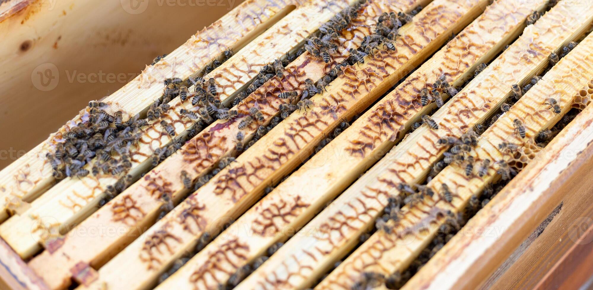 Close up of bee apiary with a lot of bees, beekeeping concept photo