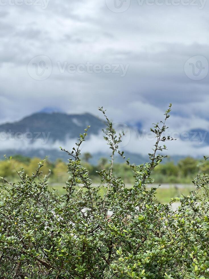 Tropical Mountain Scenery with Mist and Lush Greenery photo