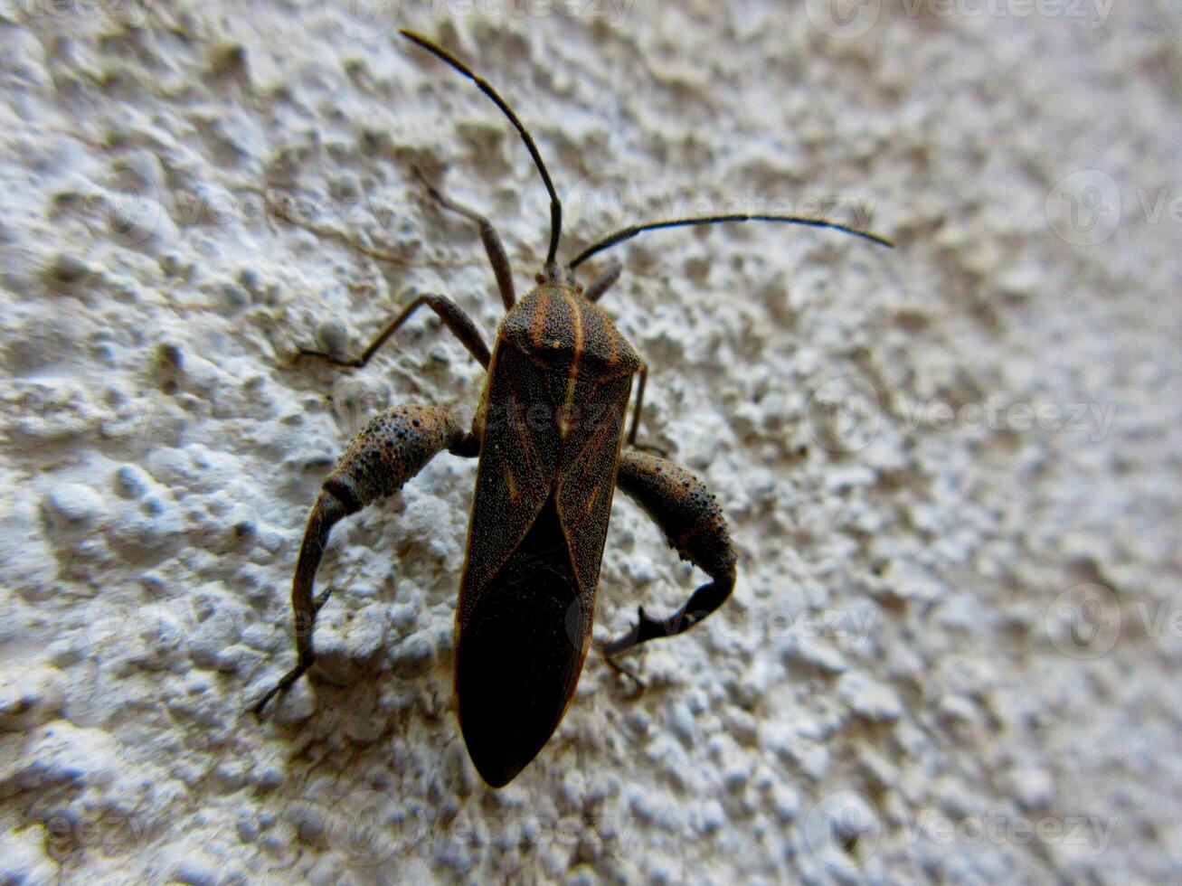 de cerca de patas de hoja bicho, Coreidae es un grande familia de predominantemente chupar savia insectos en el hemípteros suborden heterópteros. foto