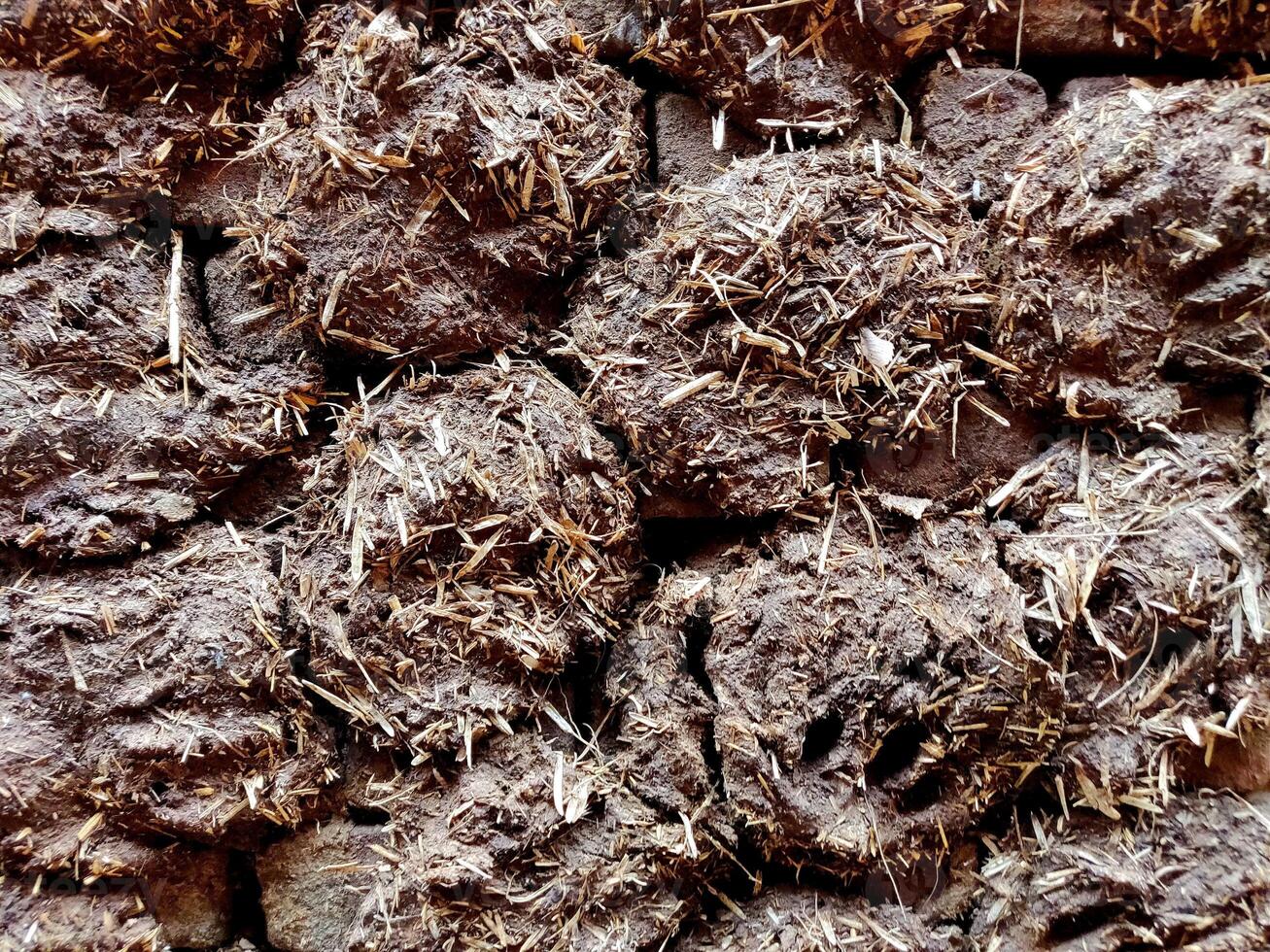 Cow Dung Cakes on brick walls photo