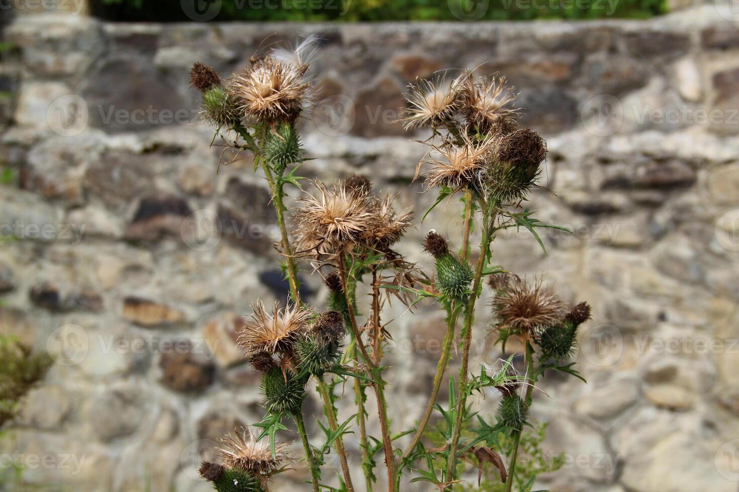 Spiny heads of thistles on the background of a stone wall photo