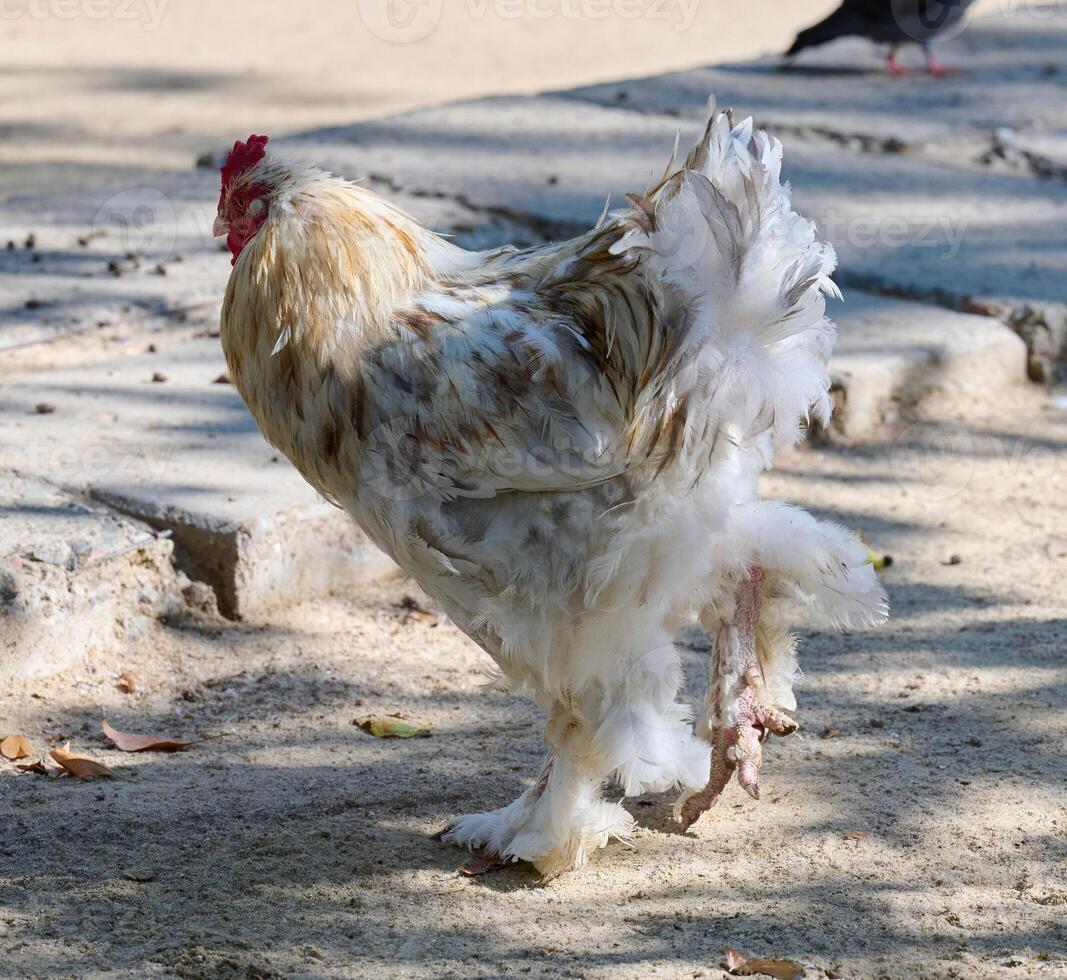 Domestic chicken walking outdoors on a summer day, rooster photo