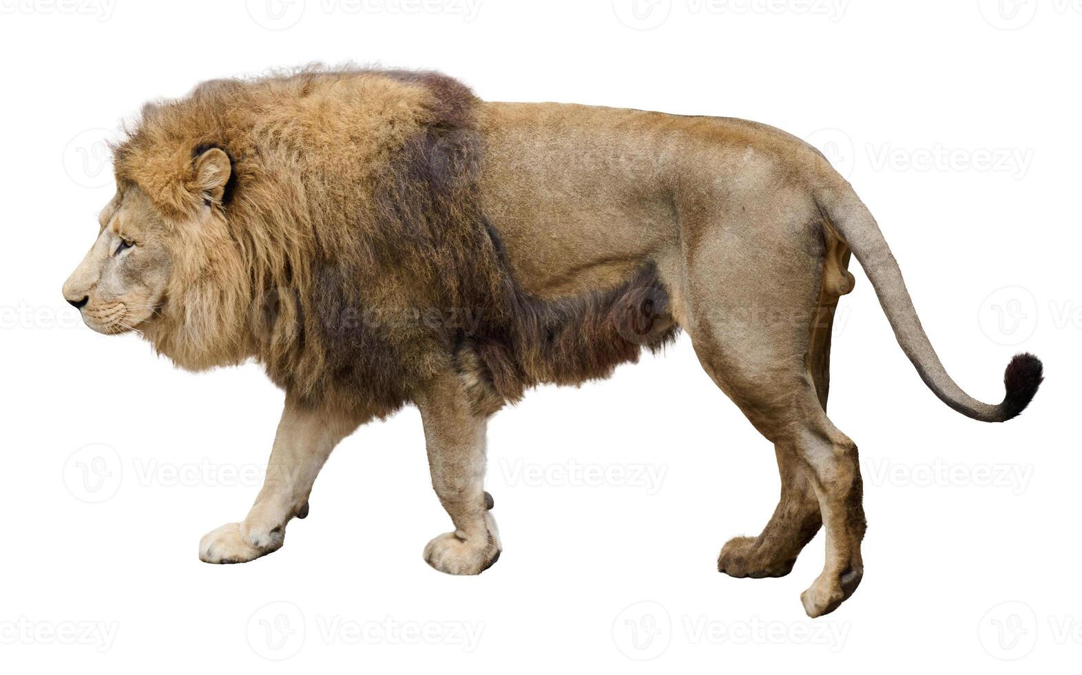 Adult lion walking, side view. Animal on isolated background photo