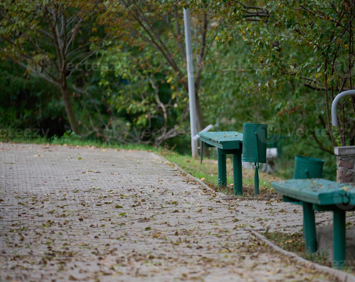 Park with empty benches on a summer day photo
