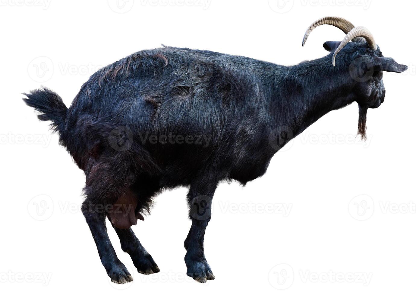 Black domestic goat with horns on isolated background photo