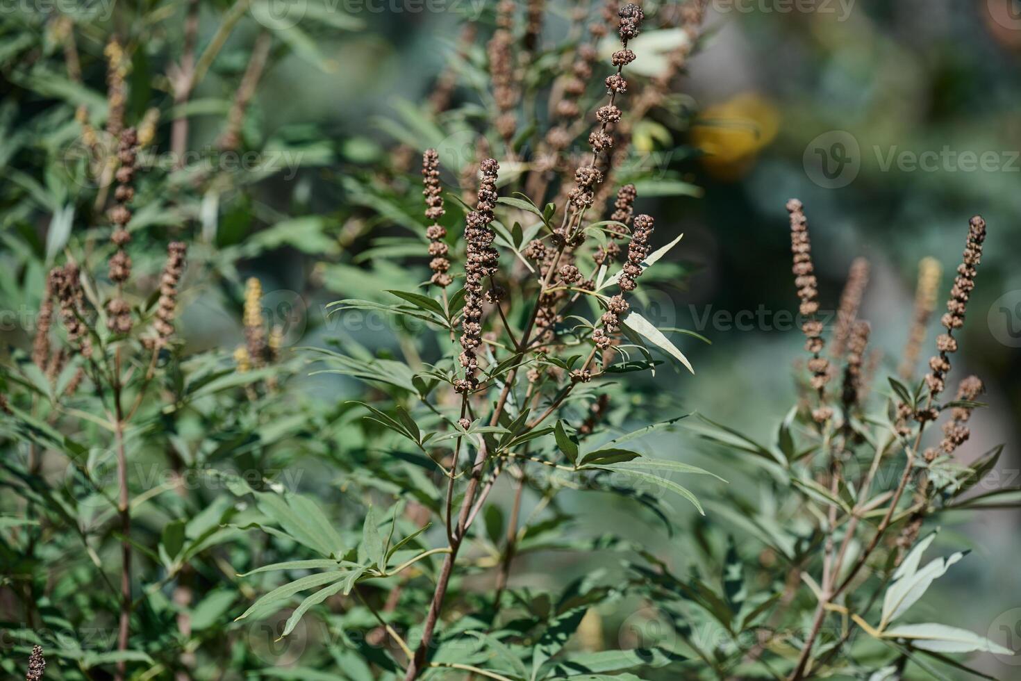 Chaste tree is innocent bush with unripe fruits in the garden photo
