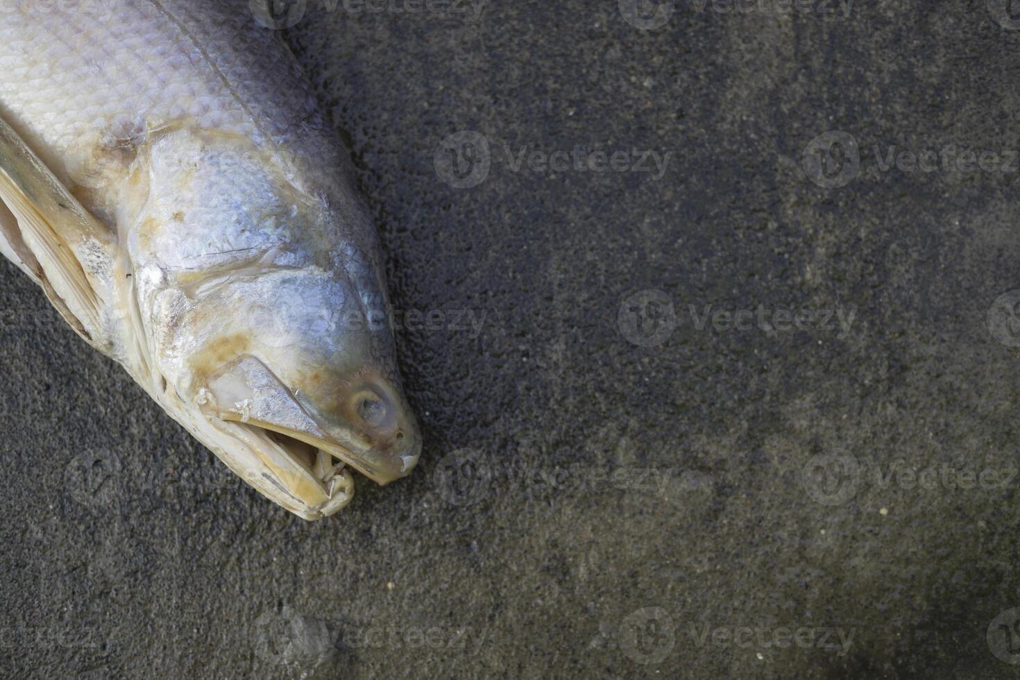 Close up snapper isolated on a white background. photo