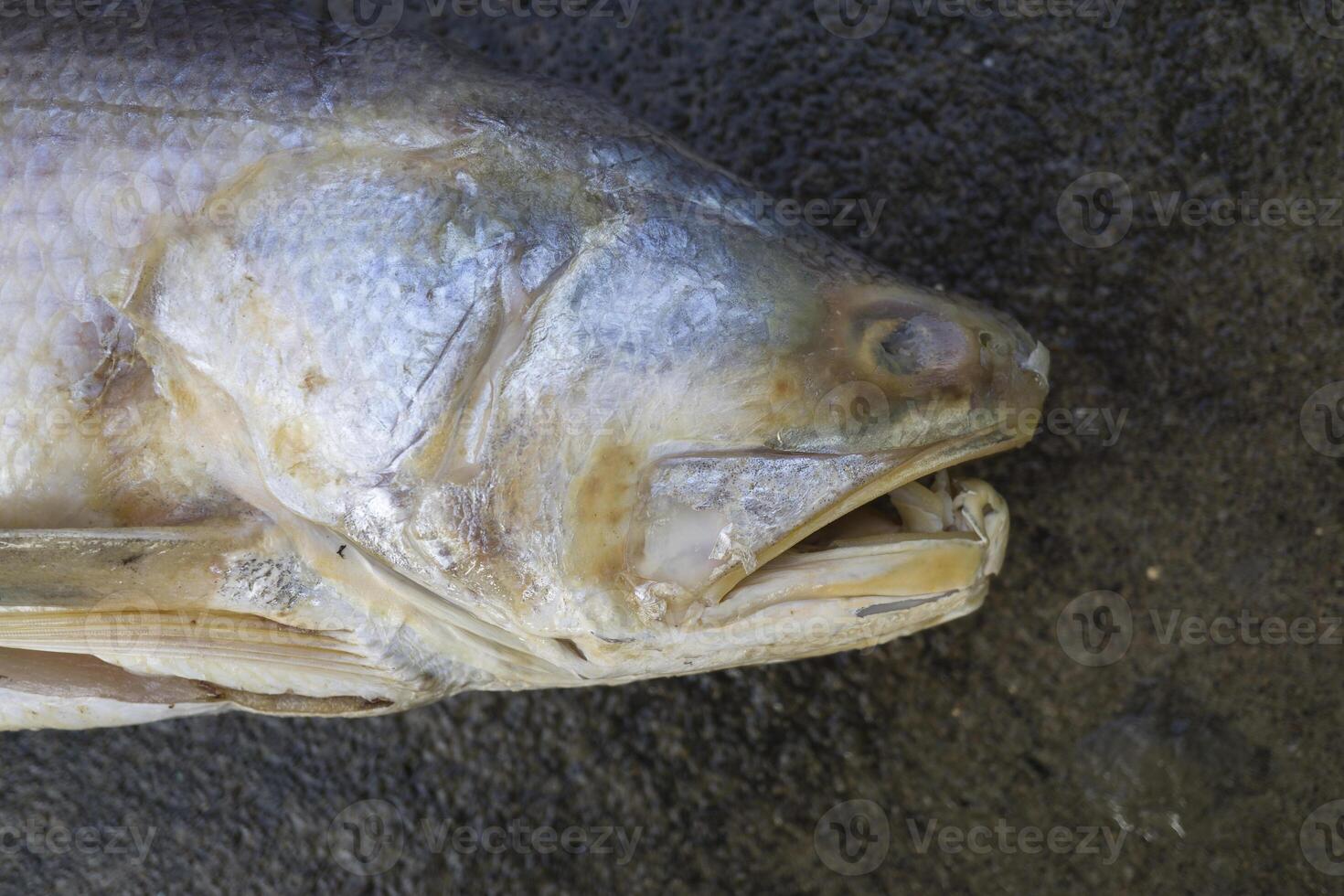 Close up snapper isolated on a white background. photo