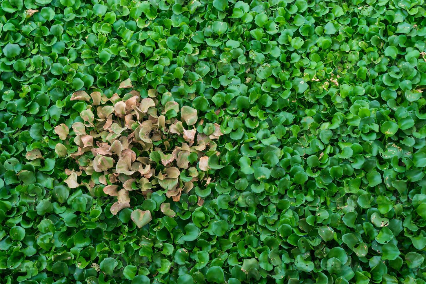 Water hyacinth is a hydrophyte plant that floats freely in freshwater ecosystems. photo
