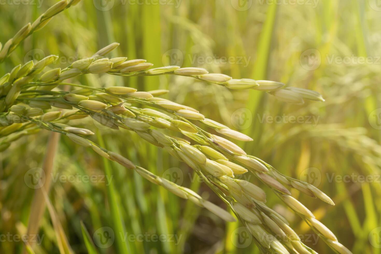 Unfocus background Ripe rice field, light and lens flare effect tone photo