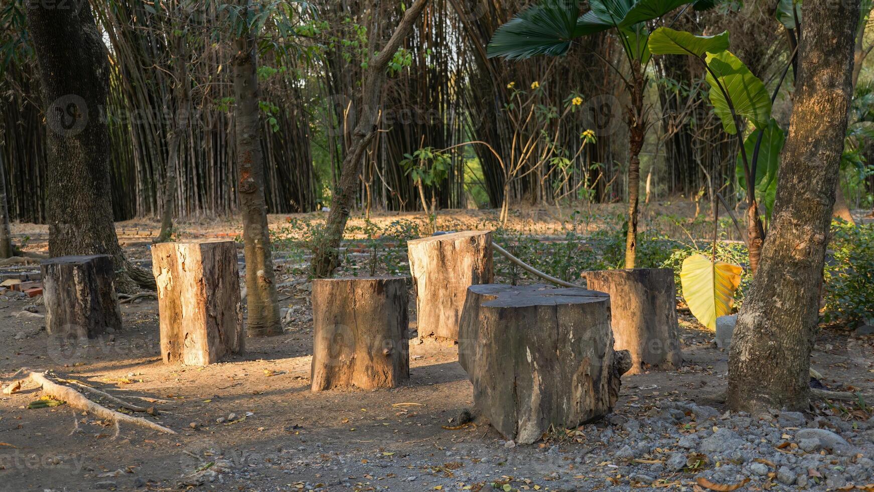Wooden Tree Tables and chairs in a city park. suitable for relaxing with friends photo