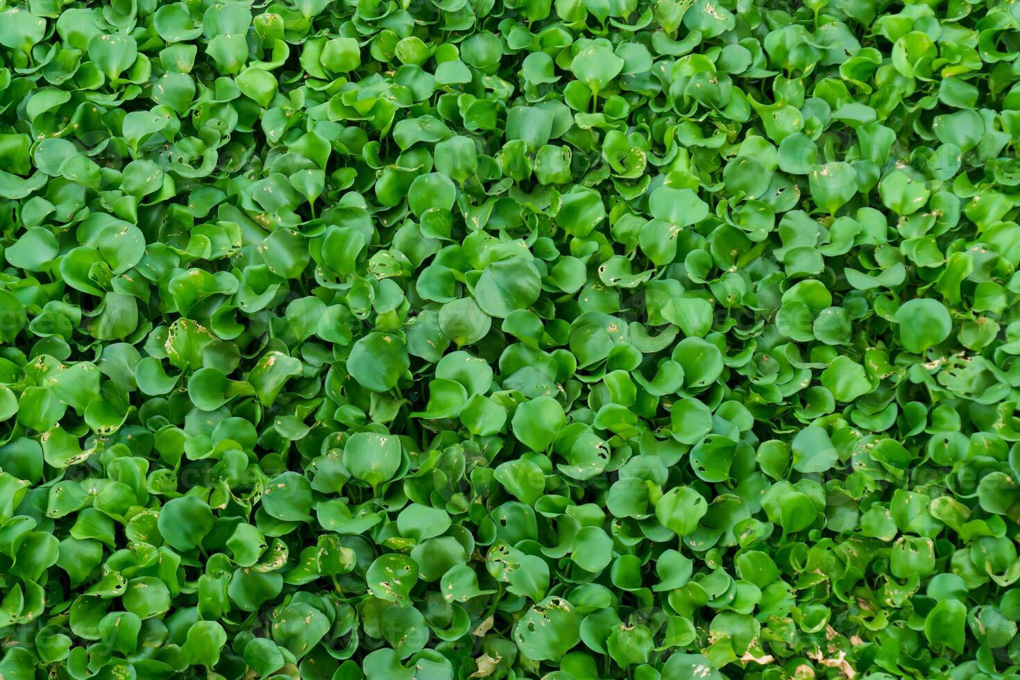 Water hyacinth is a hydrophyte plant that floats freely in freshwater ecosystems. photo