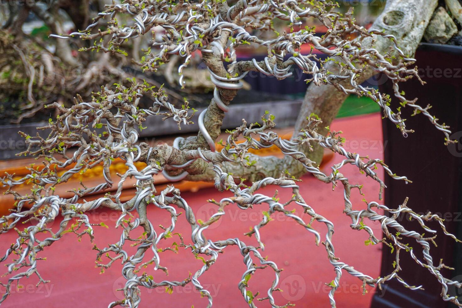 a bonsai tree that is being wrapped around wire to make a bonsai shape photo
