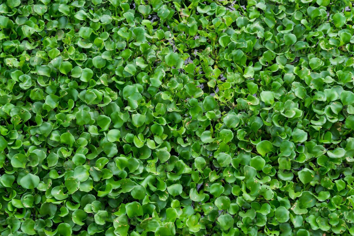 Water hyacinth is a hydrophyte plant that floats freely in freshwater ecosystems. photo