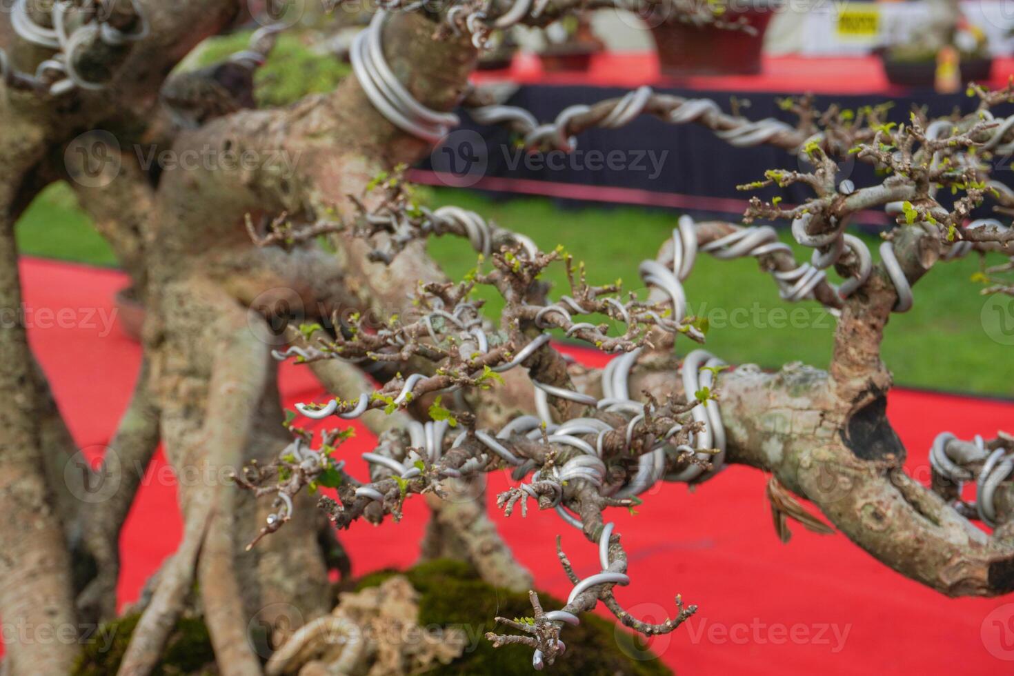 a bonsai tree that is being wrapped around wire to make a bonsai shape photo