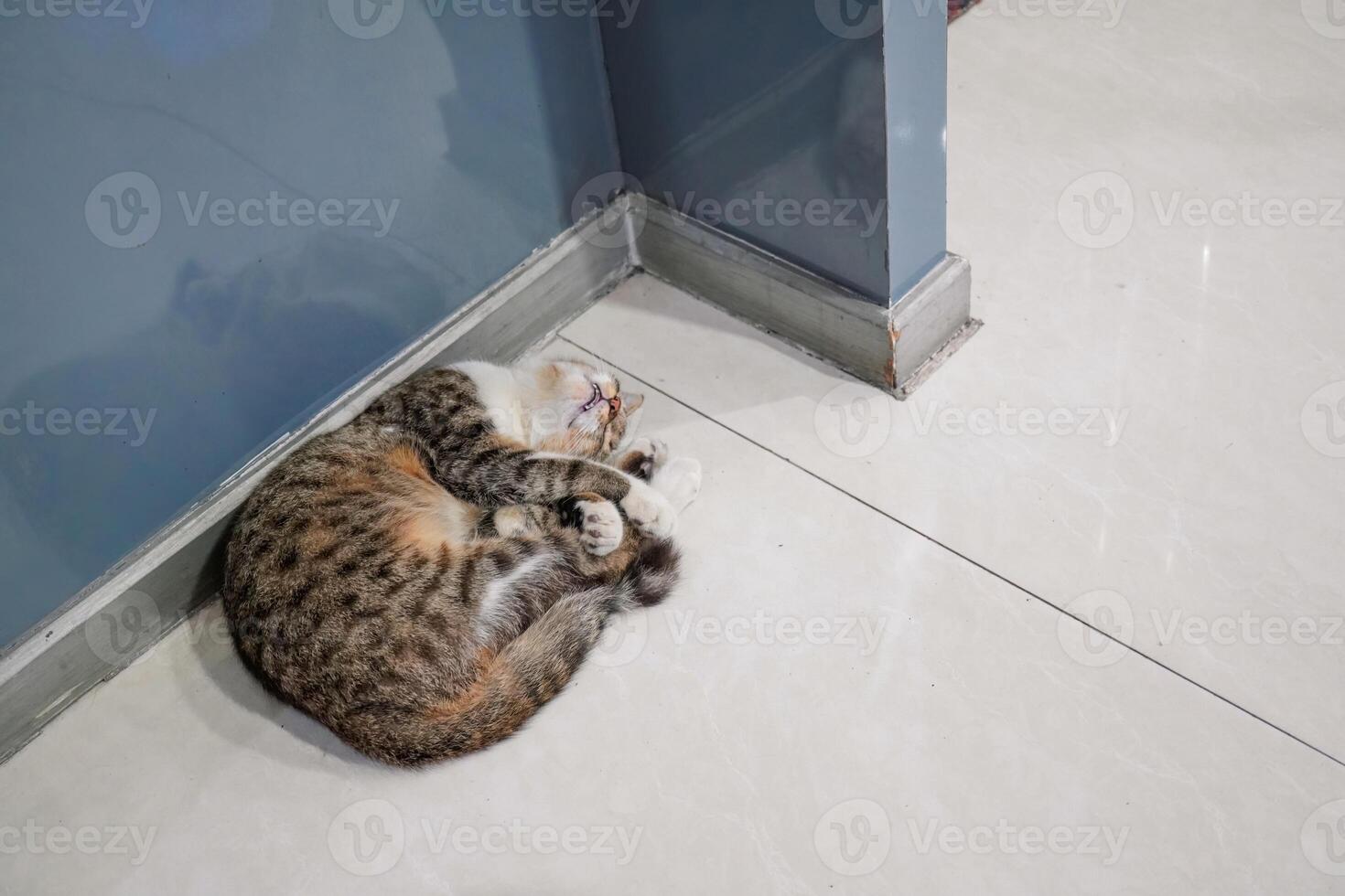 The cat was fast asleep and curled up in the corner of the ceram photo