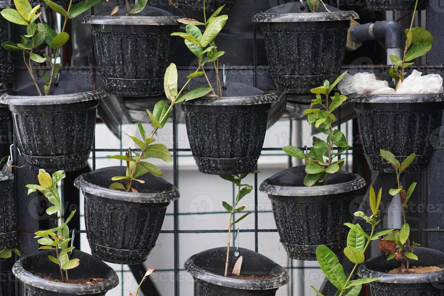 The tree is planted in a black pot and hung vertically photo