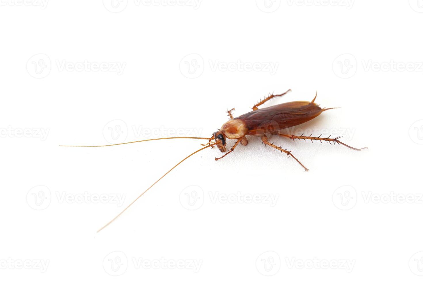 Top view a dead cockroach isolated on a white background photo