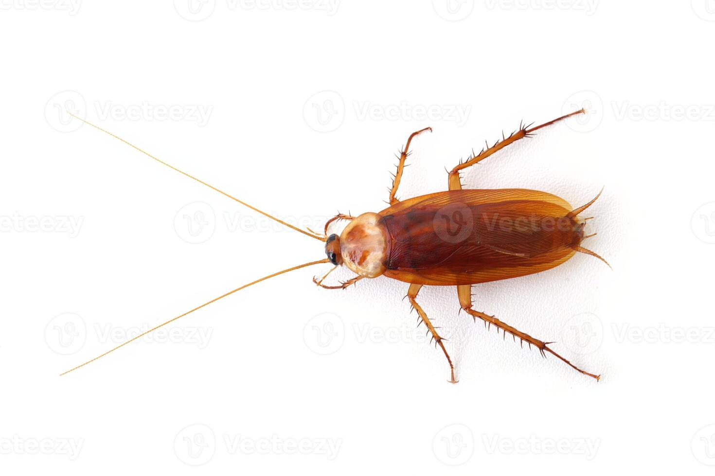 Top view a dead cockroach isolated on a white background photo