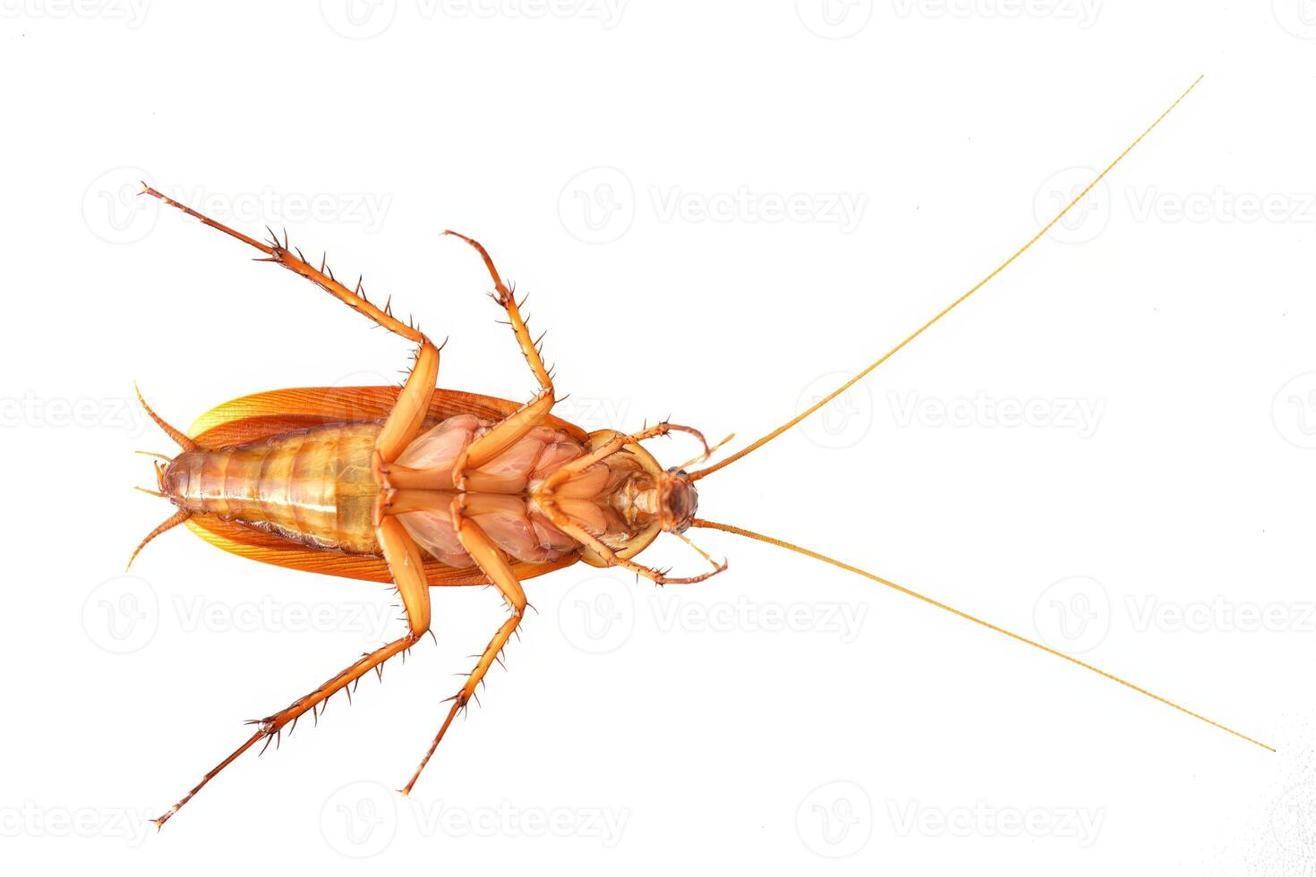 Dead cockroach lying on its back isolated on white background. photo