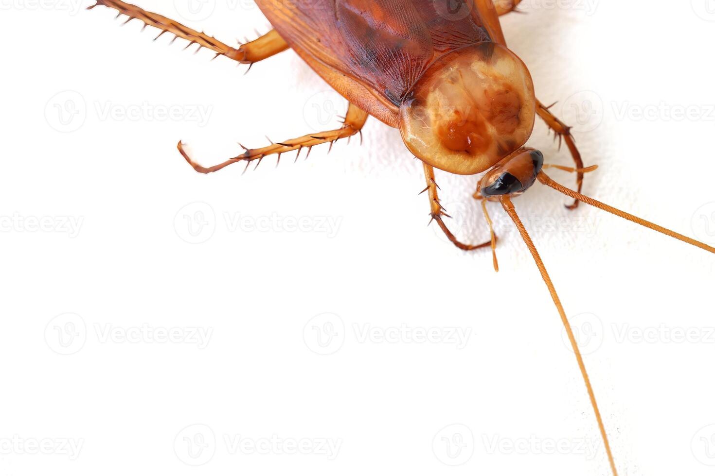 close-up of cockroach with white blank space background. photo