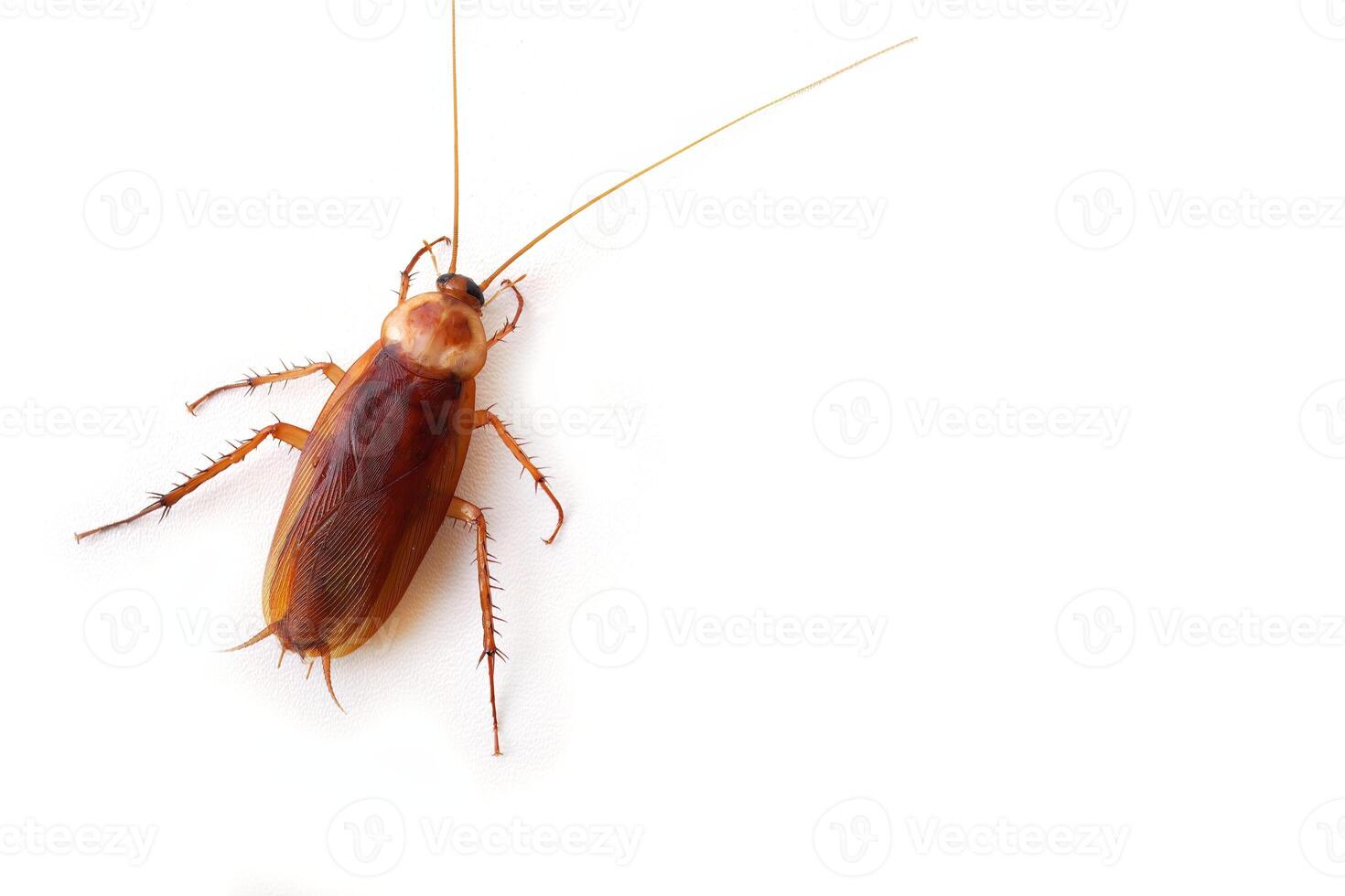 Top view a dead cockroach isolated on a white background photo