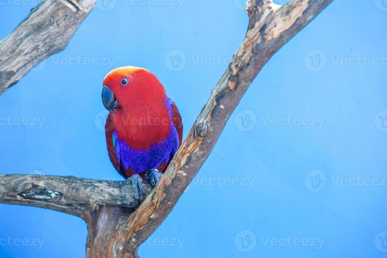 Eclectus parrot Eclectus roratus, red eclectus portrait on blue color background photo