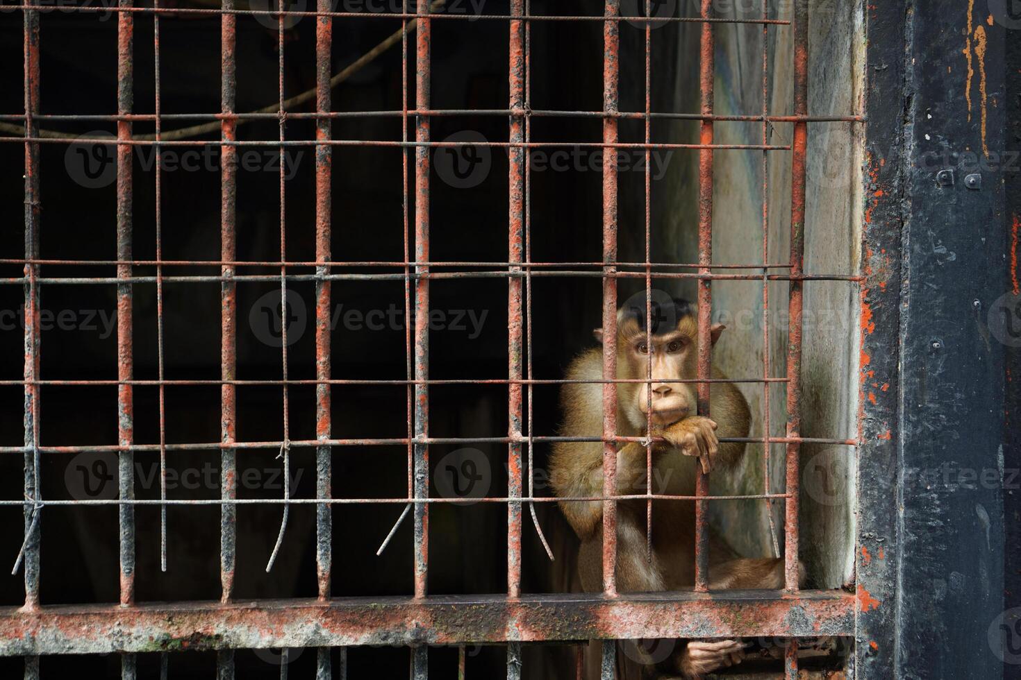 Beruk Macaca nemestrina, a monkey with a tail resembling a pig's tail in a wire-covered cage. photo