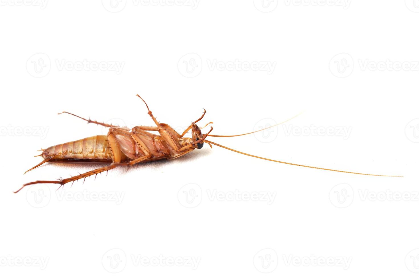 Dead cockroach lying on its back isolated on white background. photo