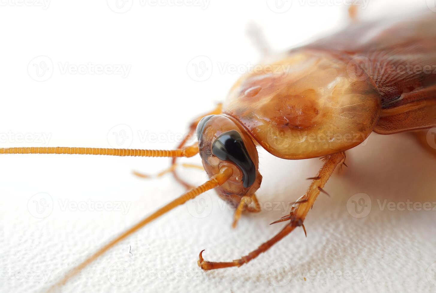 close-up of cockroach with white blank space background. photo