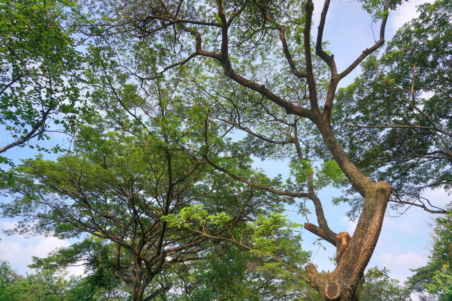 Wild trees with shady green leaves grow naturally in city parks. photo