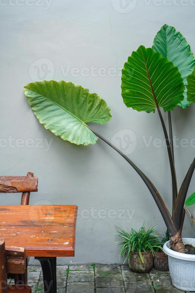 simple minimalist wooden tables and chairs for sitting and drinking coffee in a coffee shop with a natural atmosphere photo