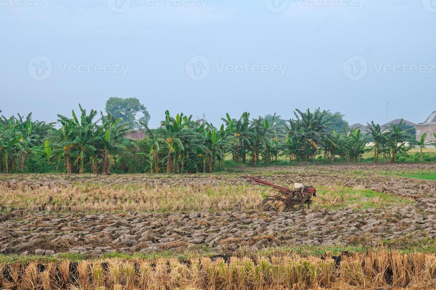 view of rice fields that have been harvested and will be plowed using a tractor to be replanted photo
