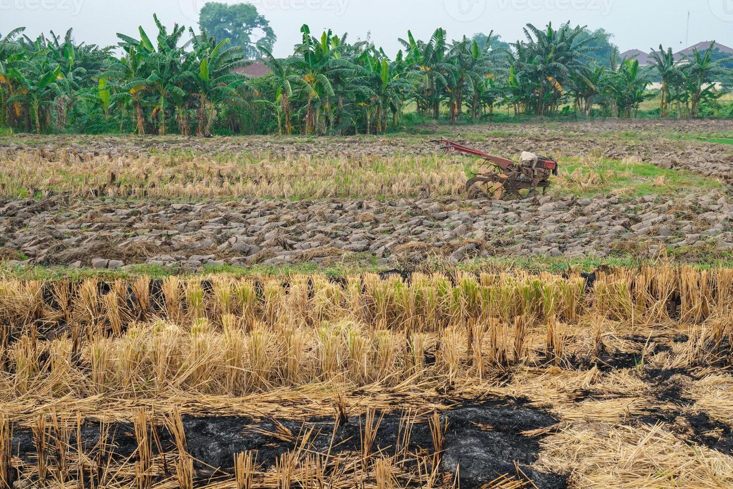 view of rice fields that have been harvested and will be plowed using a tractor to be replanted photo