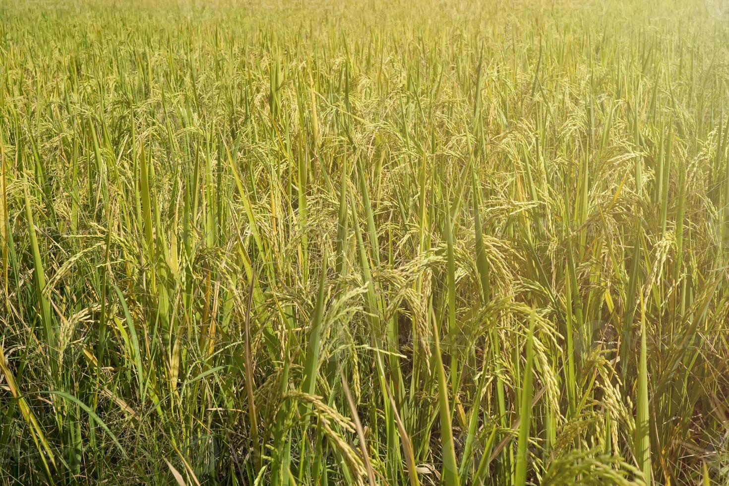 Unfocus background Ripe rice field, light and lens flare effect tone photo