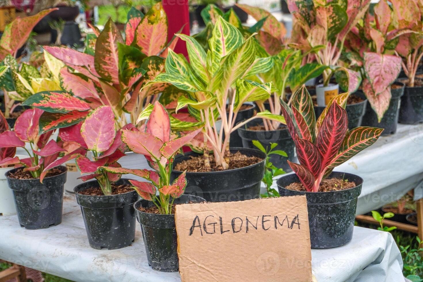 aglonema is sold at festivals with writing on the cardboard that says aglonema photo