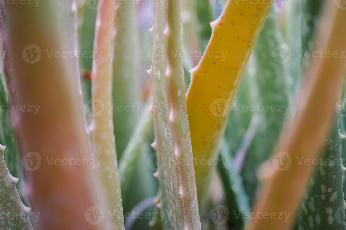 Aloe vera leaves that are not well cared for turn yellow and wilt photo