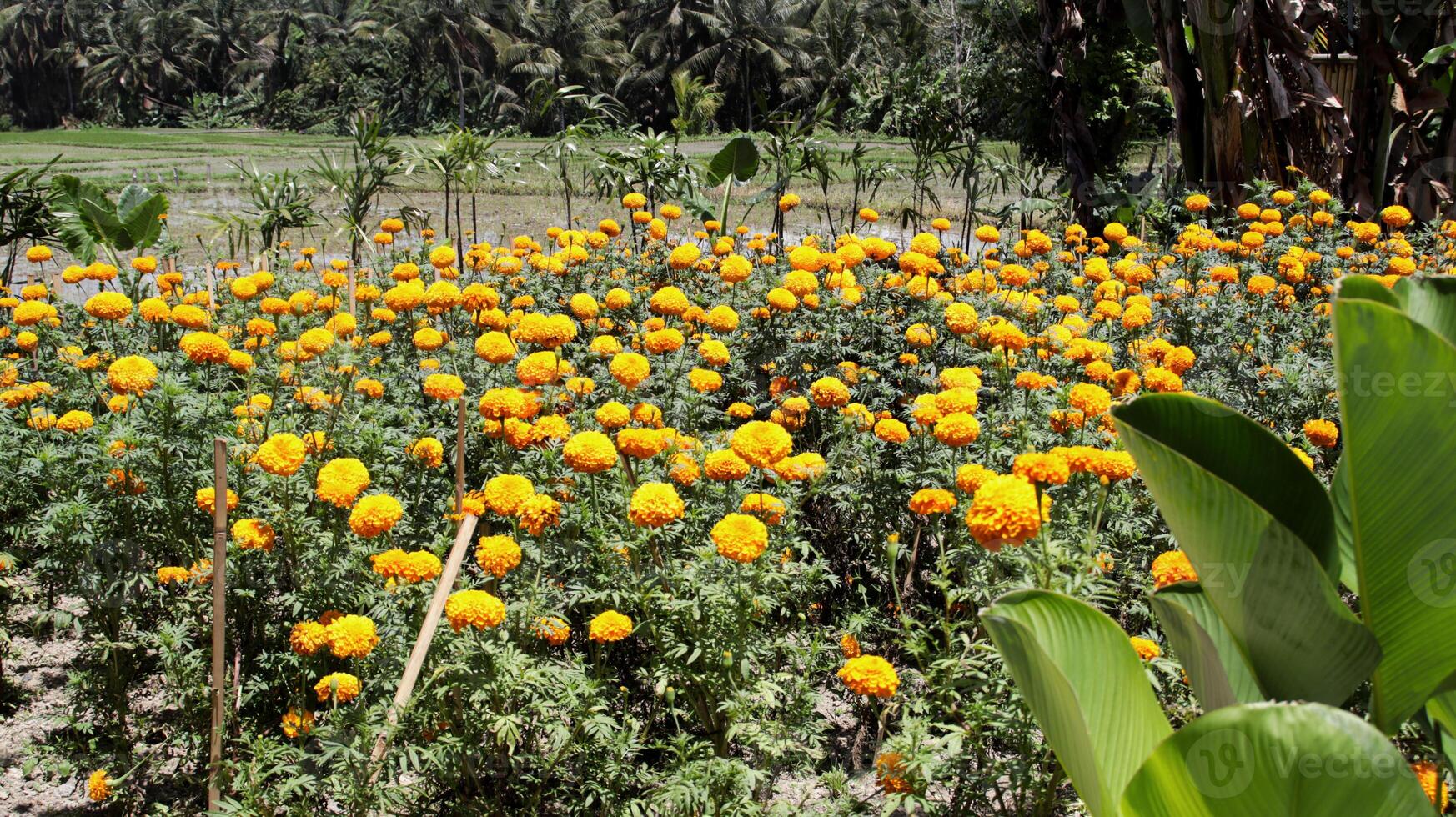 Vibrant yellow marigold flowers blooming in a rural field under a sunny sky with lush green rice paddies in the background creating a picturesque agricultural landscape photo