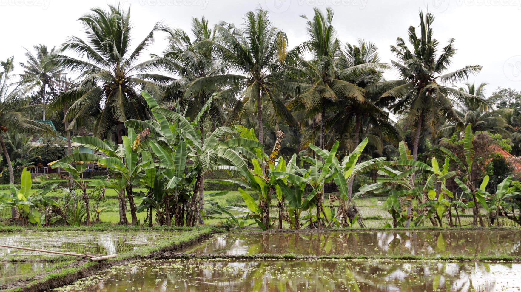 Lush Green Tropical Landscape with Banana Trees and Coconut Palms Reflecting on Water in a Rural Rice Field Setting photo
