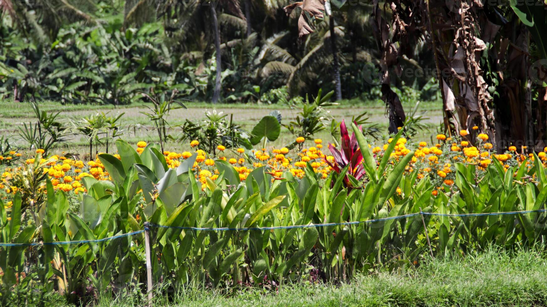 Colorful garden with vibrant yellow marigolds and green tropical plants under bright sunlight in a lush countryside field photo