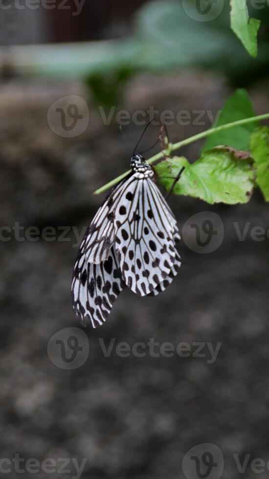 Closeup of a Black and White Butterfly Resting on Green Leaf with Soft Background, Featuring Delicate Wing Patterns and Natural Outdoor Setting photo