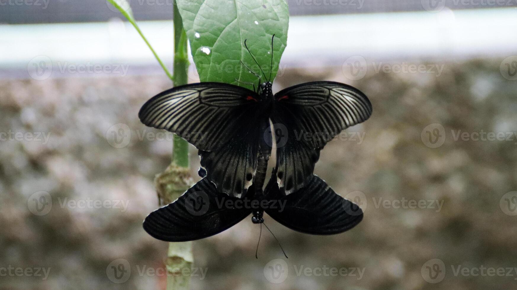 Two Black and White Butterflies Mating on a Green Leaf in a Natural Setting with a Soft Blurred Background photo