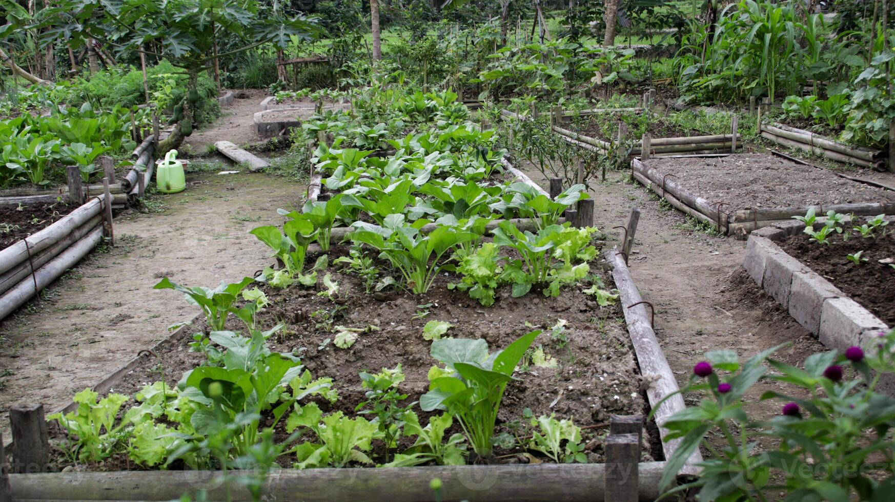 Raised Vegetable Garden Beds with Lush Green Lettuce and Marigold Flowers in a Tropical Organic Backyard Farm Setting photo