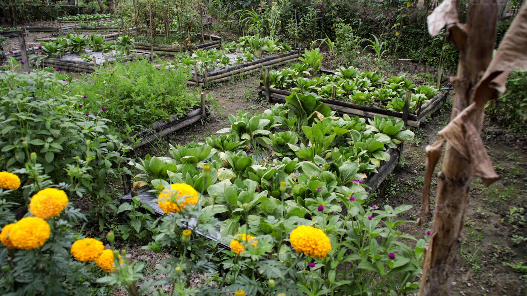 Raised Vegetable Garden Beds with Lush Green Lettuce and Marigold Flowers in a Tropical Organic Backyard Farm Setting photo