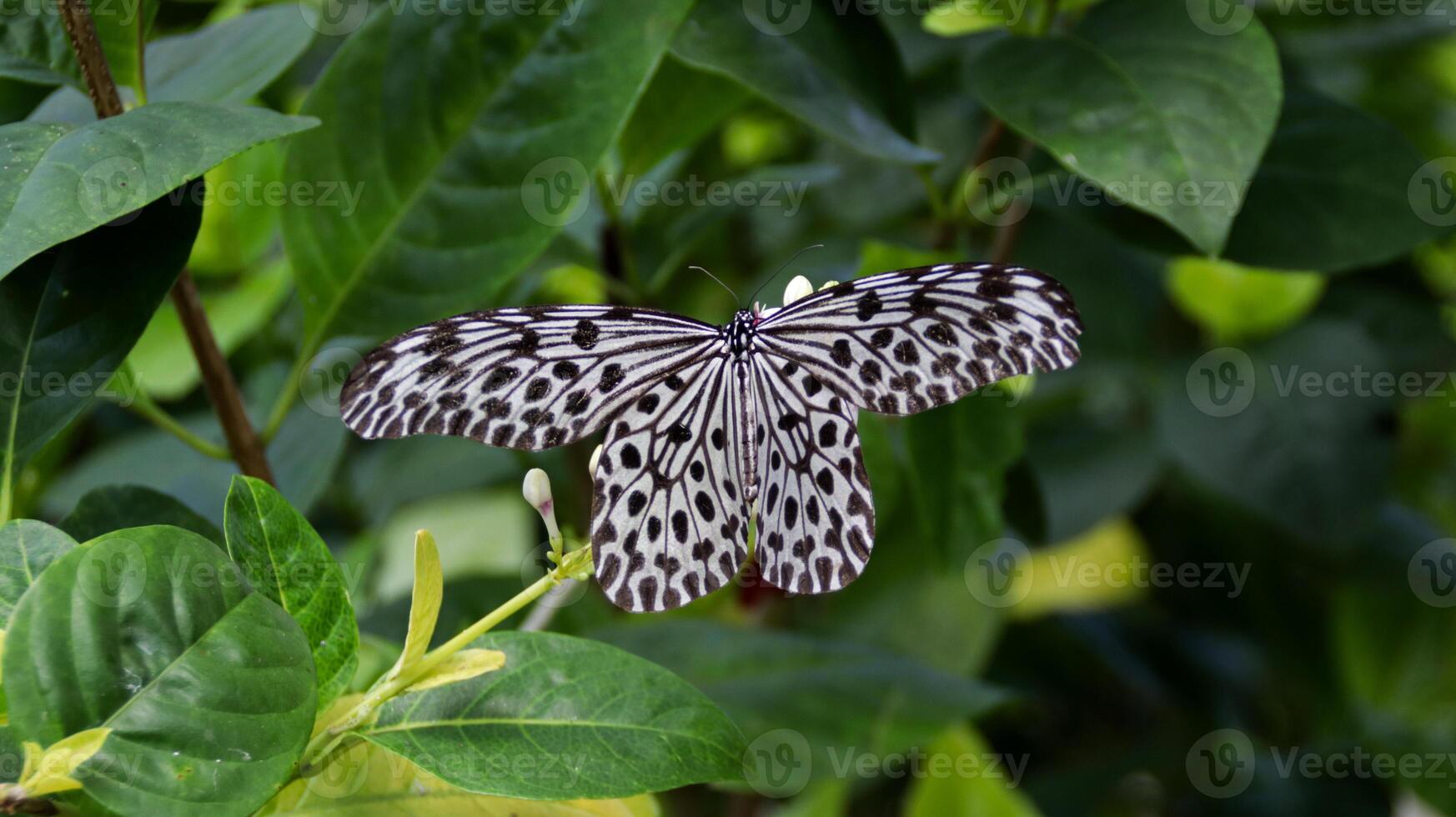 Elegant white and black patterned butterfly resting on green foliage in a lush garden setting photo