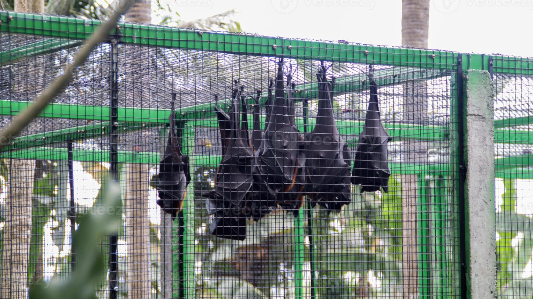 Cluster of Black Fruit Bats Hanging in a Cage at a Wildlife Sanctuary with Green Bars in a Tropical Setting photo